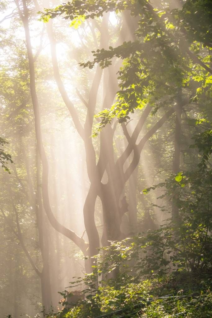 Arbre torsadé dans la forêt