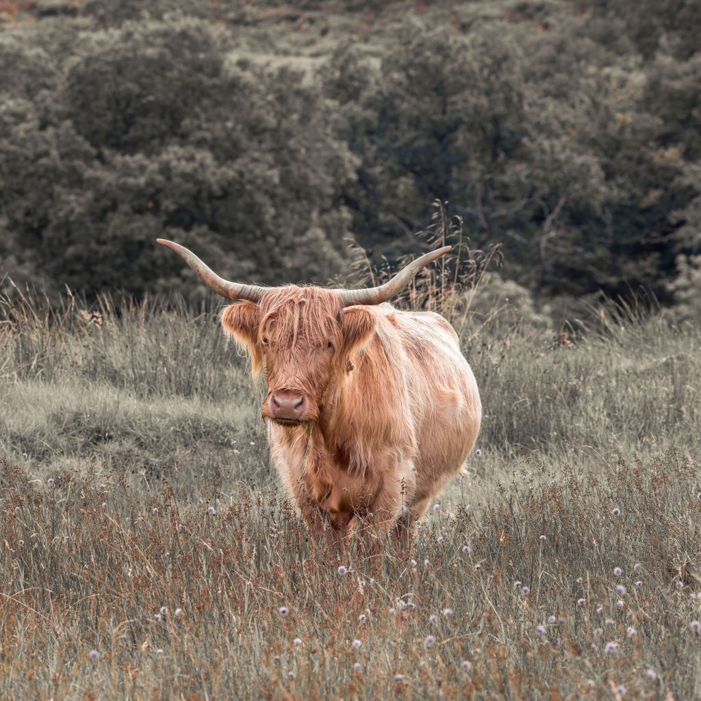 Highlander écossais dans un champ