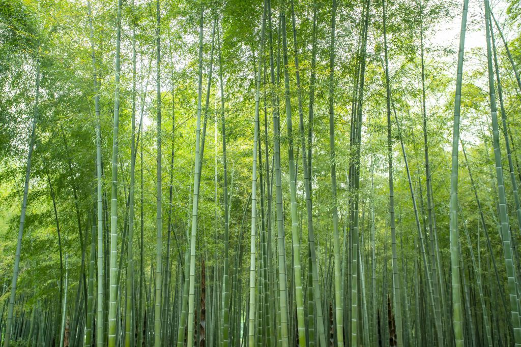 Forêt de bambous verts