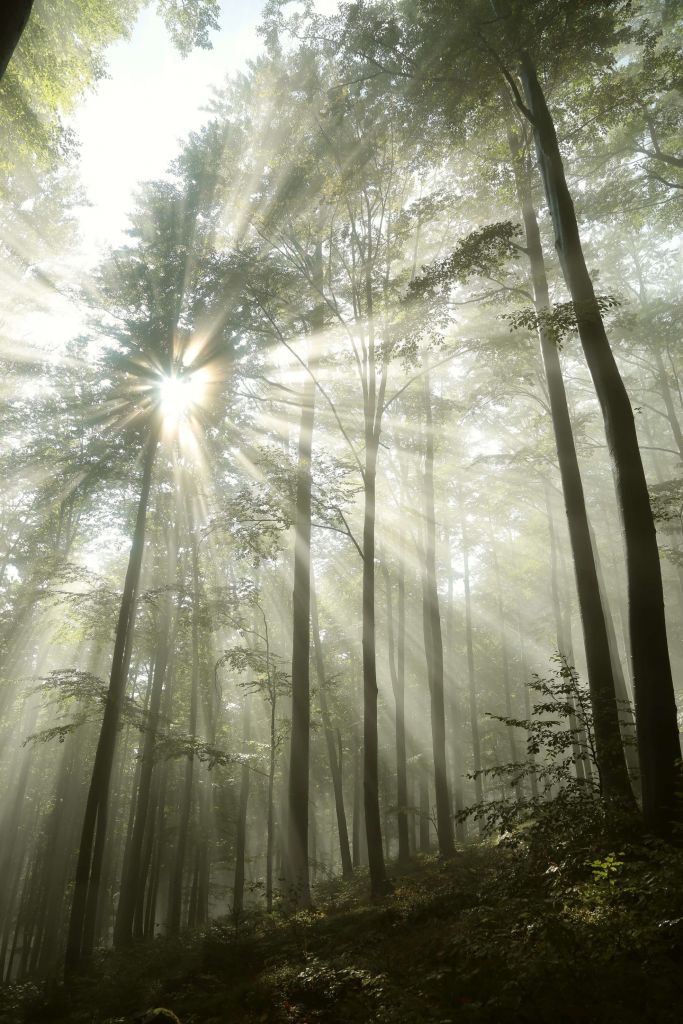 Forêt par temps brumeux