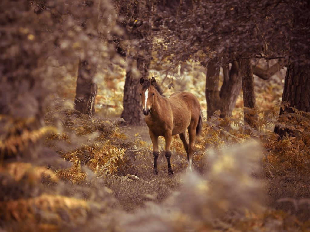 Cheval dans le désert