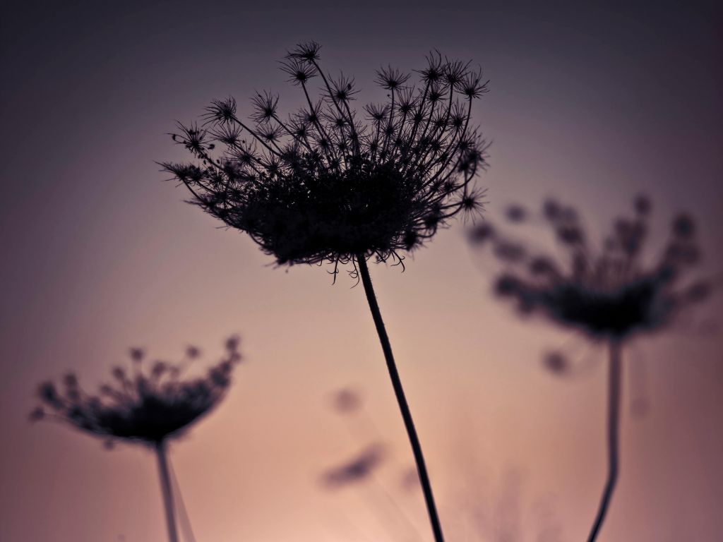 Silhouette de fleurs