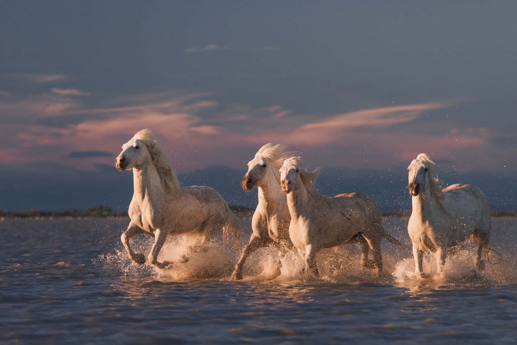 Angels of Camargue