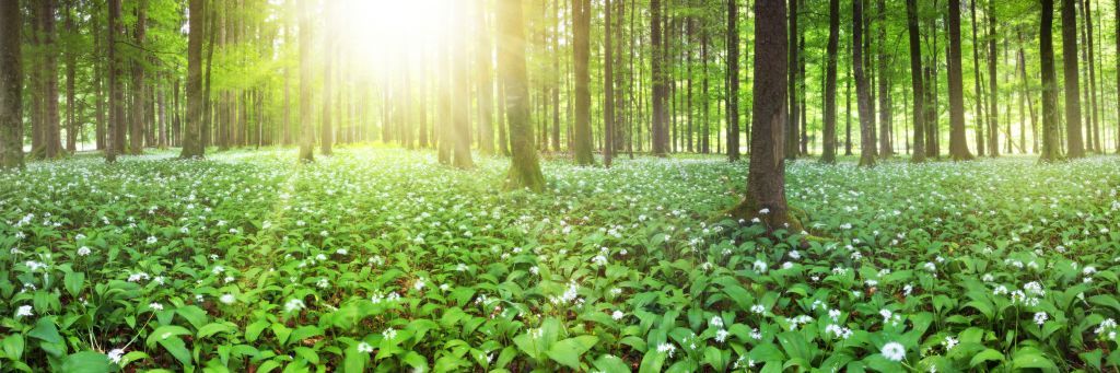 Forêt sauvage au lever du soleil