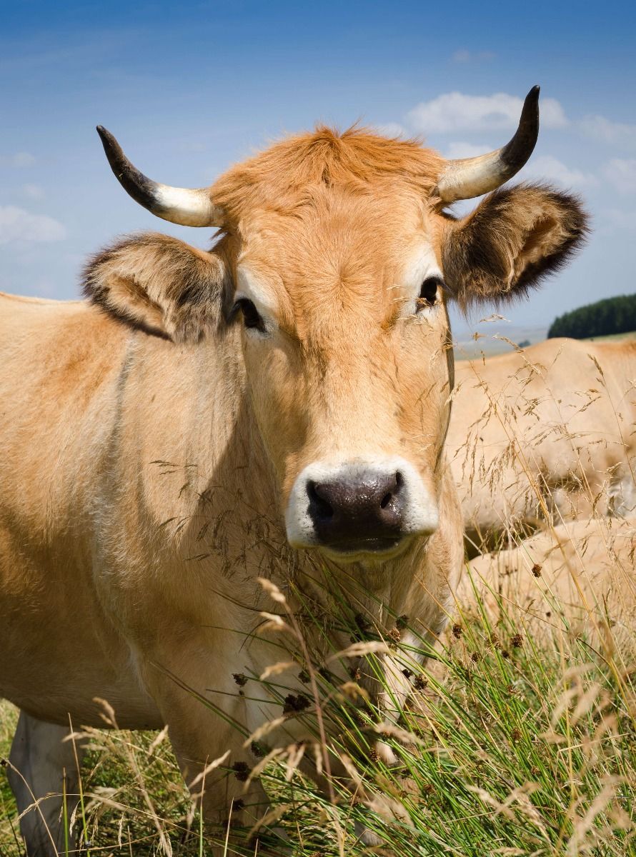 Papier Peint - Vache à cornes