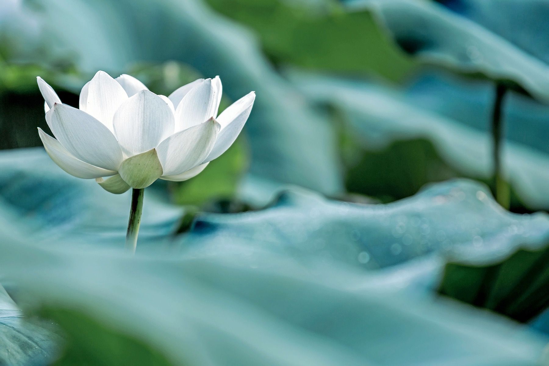 Papier Peint - Fleur de lotus blanc