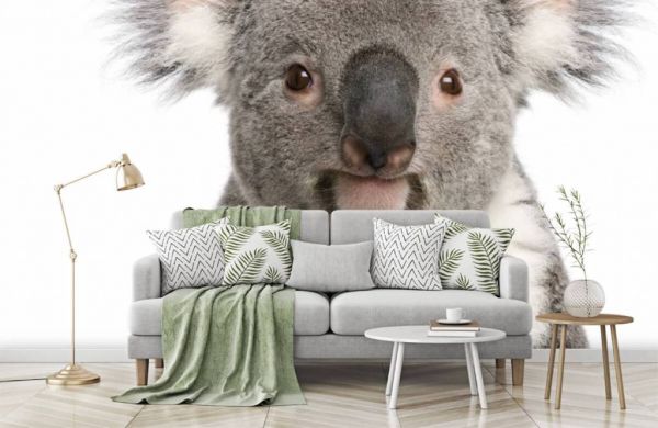 Papier peint - Papier peint photo Koala - Arbre - Dormir - Largeur 420 cm x  hauteur 280 cm