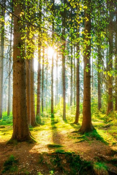 150x130 cm）Soleil coucher de soleil forêt arbre tapisserie