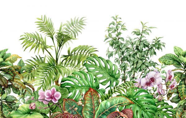 Plantes tropicales