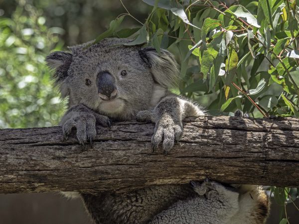 Papier Peint Koala - Ours Koala - Filles - Garçons - Animaux Papier Peint  Photo : l'unité de 1.0 kg à Prix Carrefour