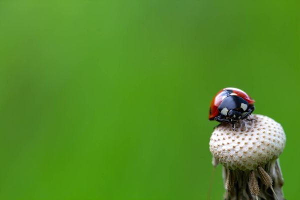 Papier Peint Coccinelle assise sur un pissenlit