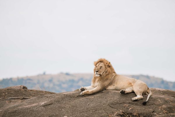 Poster Lion sur le Rocher