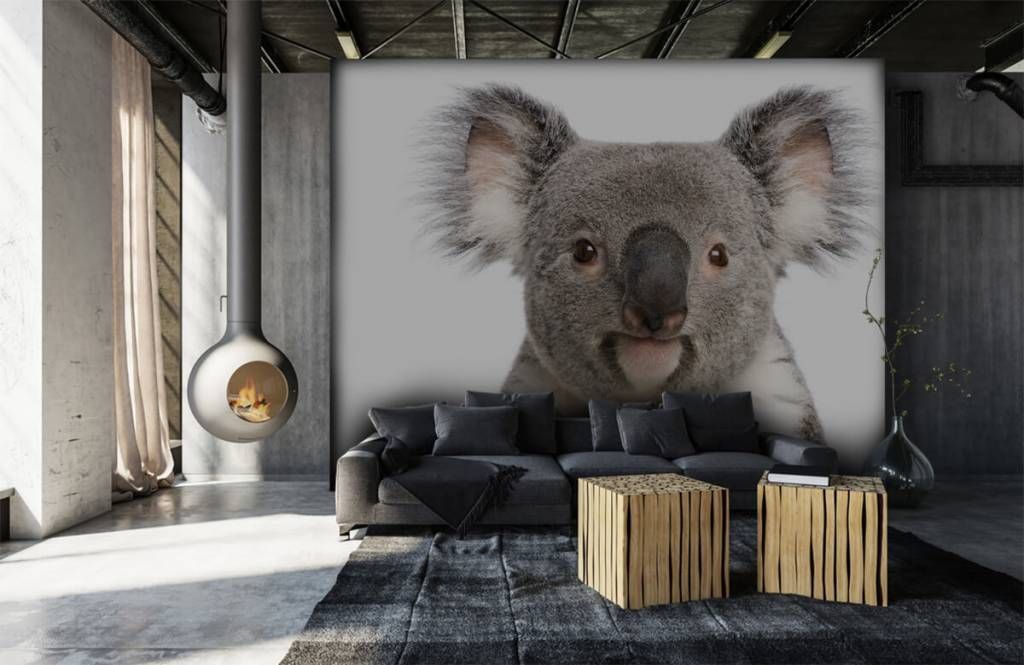 Kuddly Koalas - papier peint panoramique sur mesure - Photowall
