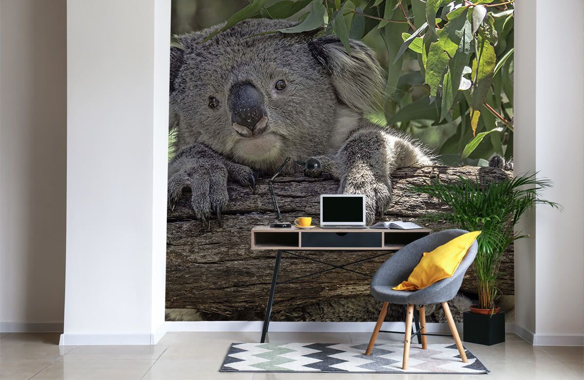 Papier peint - Papier peint photo - Un koala sur une branche - Largeur 200  cm x
