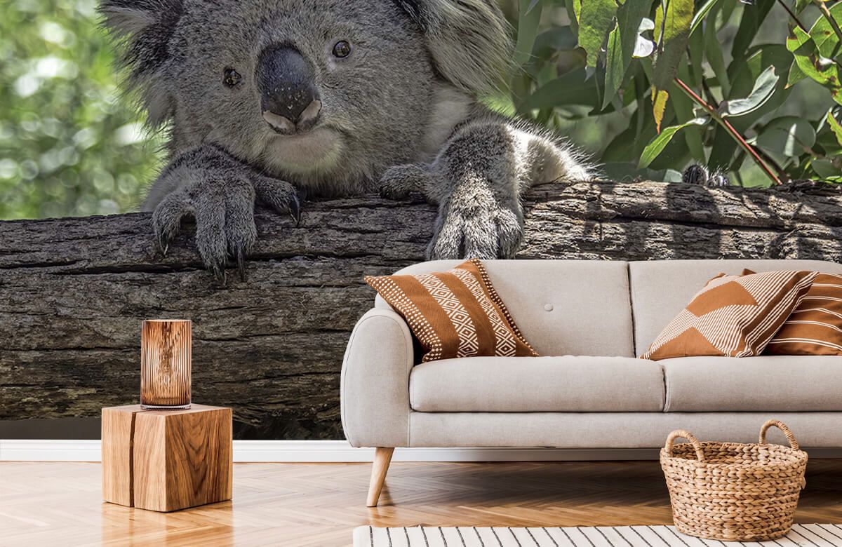 Papier peint savane Adorable koala endormi - TenStickers