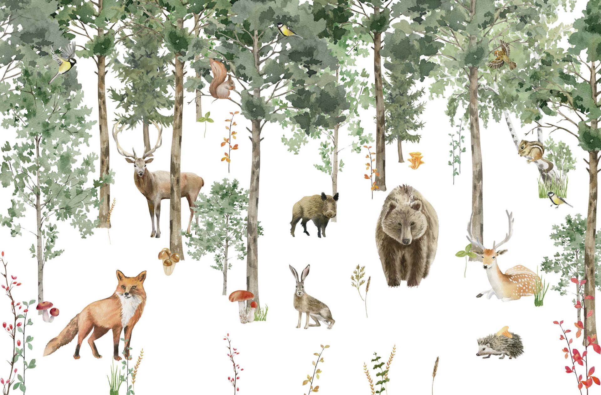 12 animaux de la forêt et que vous devez connaître !